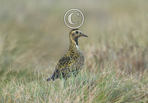 Golden Plover DM0991